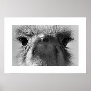 Póster Ostrich#1-Poster