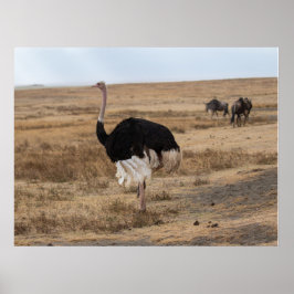 Póster Ostrich africano en llanuras abiertas