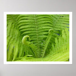 Póster Ostrich Ferns con Poster de Fiddleheads