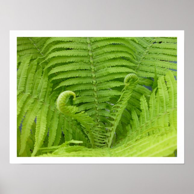 Póster Ostrich Ferns con Poster de Fiddleheads (Frente)