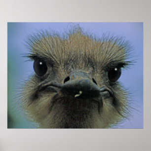 Póster ¡Ostrich o Emu con "problemas"!
