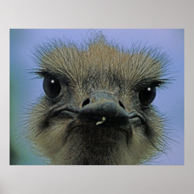 Póster ¡Ostrich o Emu con "problemas"! (Frente)
