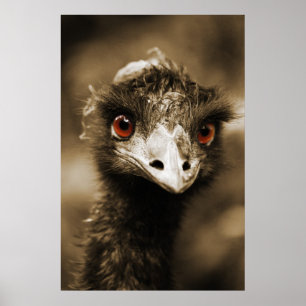 Póster Ostriches Look poster
