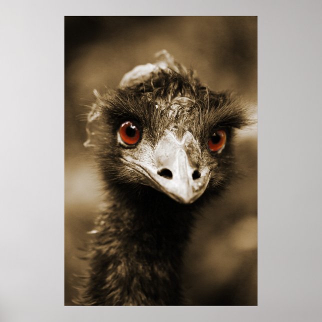 Póster Ostriches Look poster (Frente)