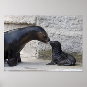 Póster Otaria flavescens