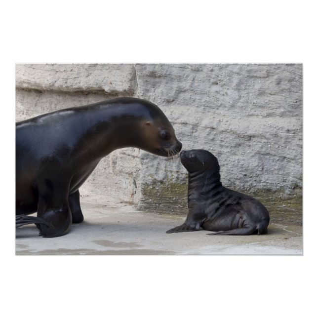 Póster Otaria flavescens (Anverso)