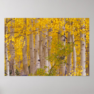 Póster Otoño aparece en el paso Kebler en Colorado.