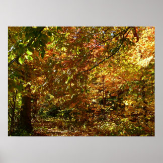 Póster Otoño de otoño II Fotografía de otoño amarilla