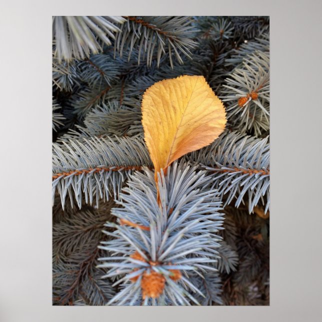 Póster otoño e invierno (Frente)