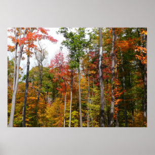 Póster Otoño en el bosque Fotografía colorida de otoño