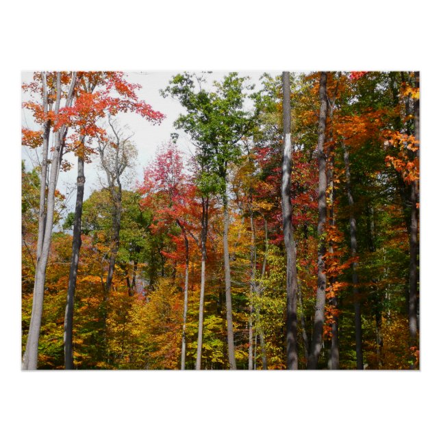 Póster Otoño en el bosque Fotografía colorida de otoño (Anverso)