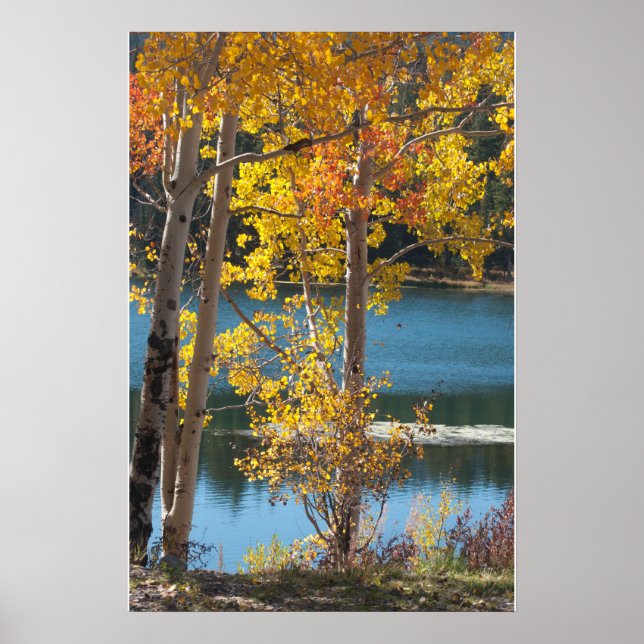 Póster Otoño en el lago Bear (Frente)