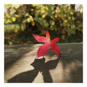 Póster Otoño Faro de hojas púrpuras rojas