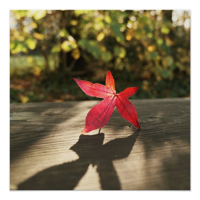 Póster Otoño Faro de hojas púrpuras rojas (Anverso)