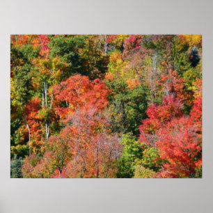 Póster Otoño Ladera Colorida Fotografía De La Naturaleza