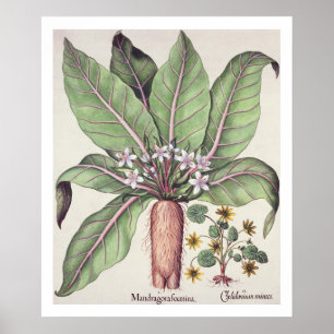 Póster Otoño Mandrake, del "Hortus Eystettensis" cerca