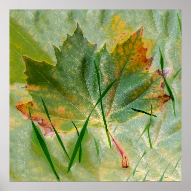 Póster Otoño tardío (Frente)