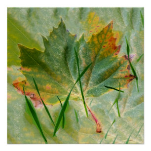 Póster Otoño tardío