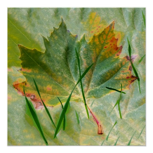 Póster Otoño tardío (Anverso)