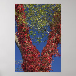 Póster Otoño Vines On Trees Poster
