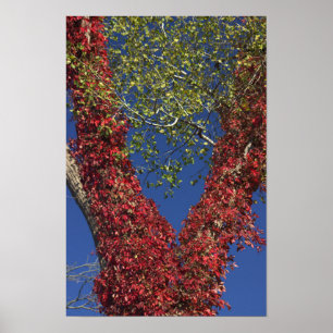 Póster Otoño Vines On Trees Poster