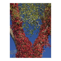 Otoño Vines On Trees Poster