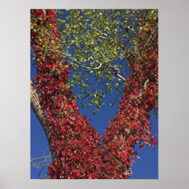 Póster Otoño Vines On Trees Poster
