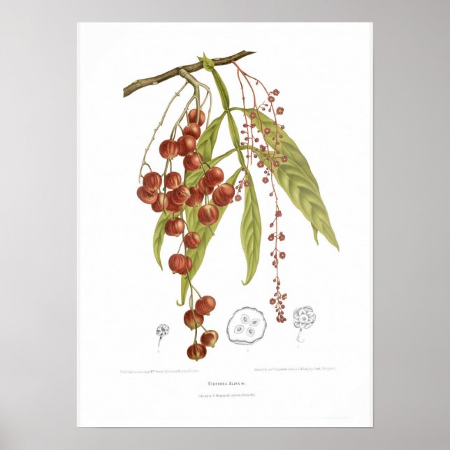 Póster Otorpha alata (Frente)