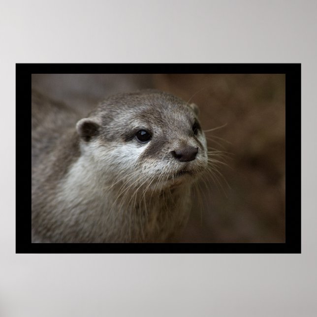 Póster Otter (Frente)
