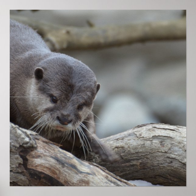 Póster Otter Adorable (Frente)