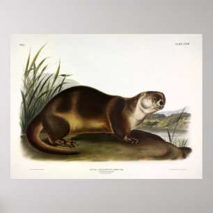 Póster Otter de Canadá, Otter de río norteamericano - Aud