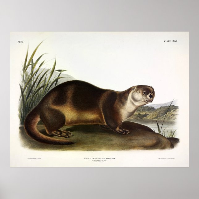 Póster Otter de Canadá, Otter de río norteamericano - Aud (Frente)