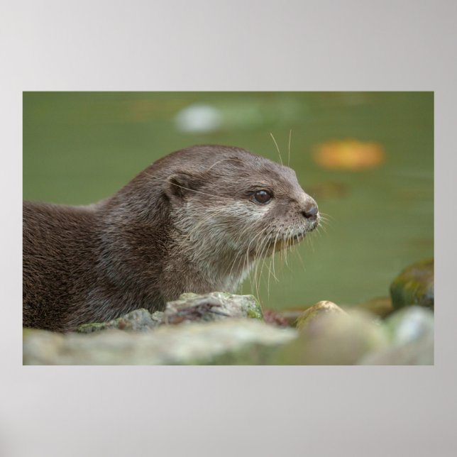 Póster Otter en el borde del agua (Frente)