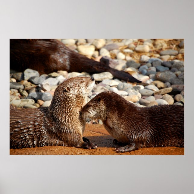 Póster Otter Love (Frente)