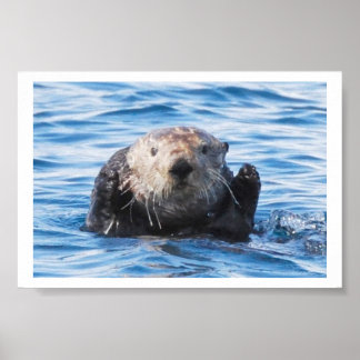Póster Otter marino