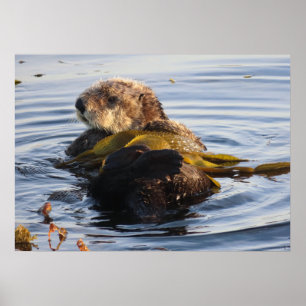 Póster Otter marino envuelto en Kelp