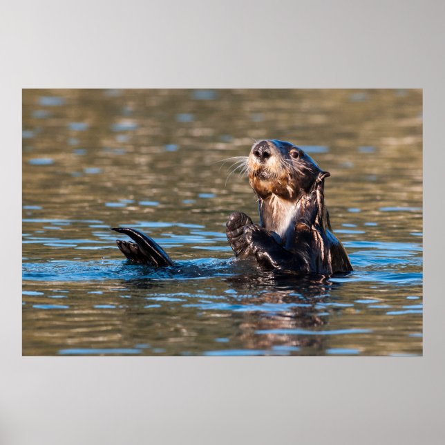 Póster Otter marino Sunny (Frente)