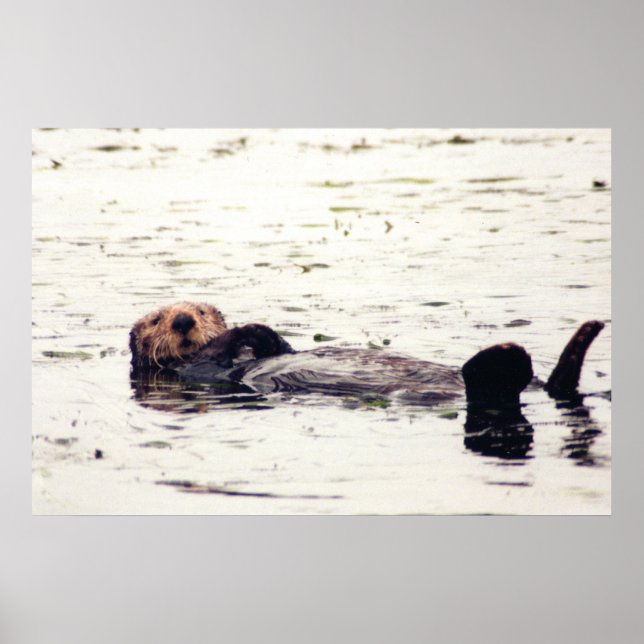 Póster Otter Raft (Frente)