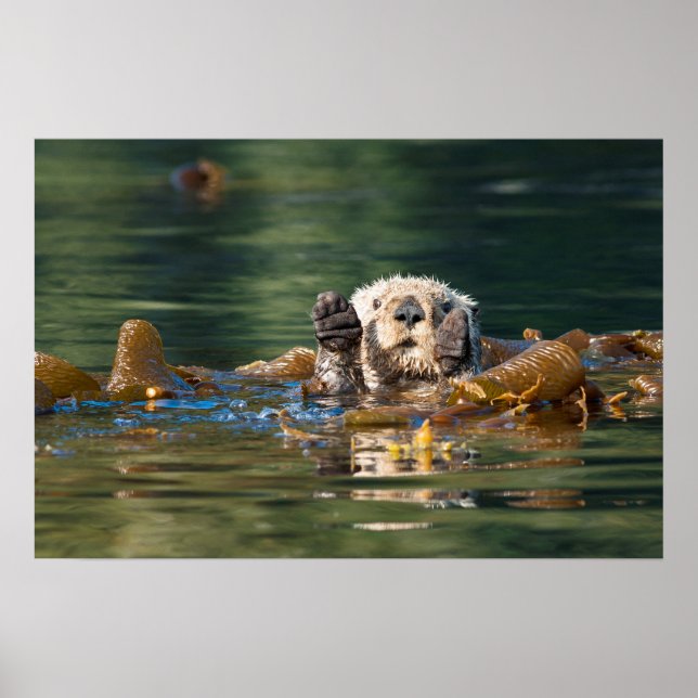 Póster Otter Sea Otter (Frente)