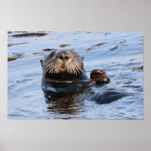 Otter Sea Otter