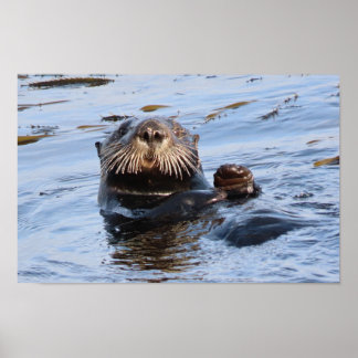 Póster Otter Sea Otter