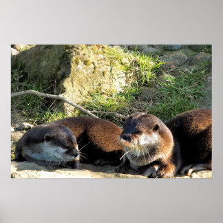 PÓSTER OTTERS