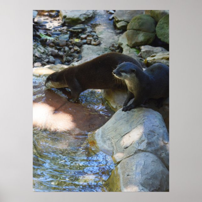 Póster Otters Bebe, Poster (Frente)