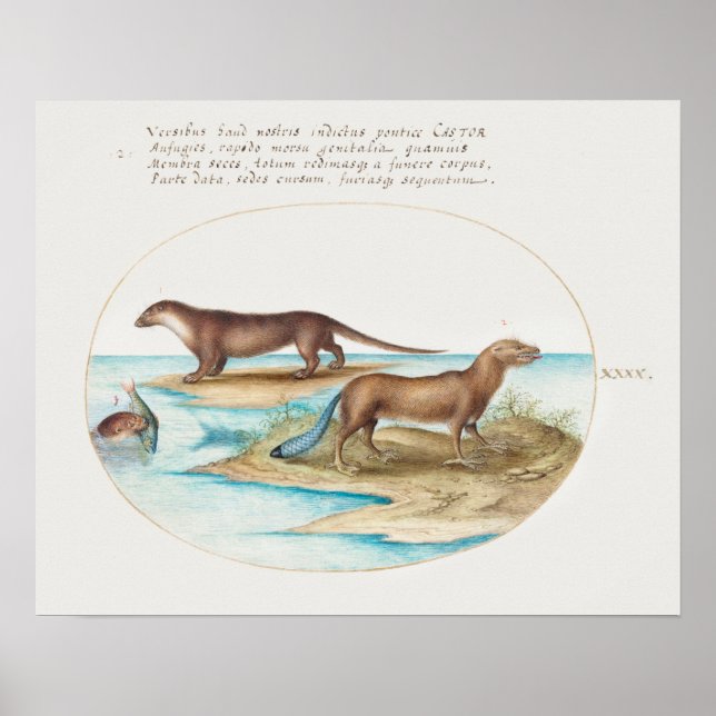 Póster Otters de época (Frente)