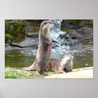 Póster Otters por una cascada