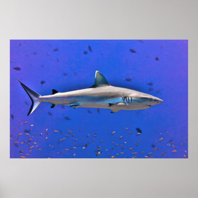 Póster Otto (Frente)