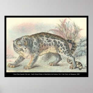Póster Ounce (Leopardo de la Nieve)