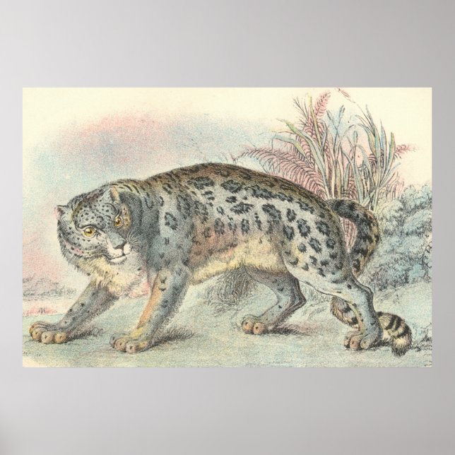 Póster Ounce (Leopardo de la Nieve) (Frente)