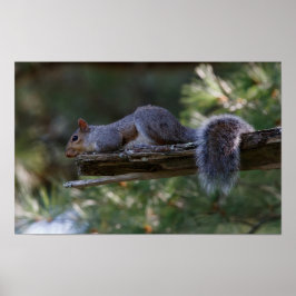 Póster Out on a Limb