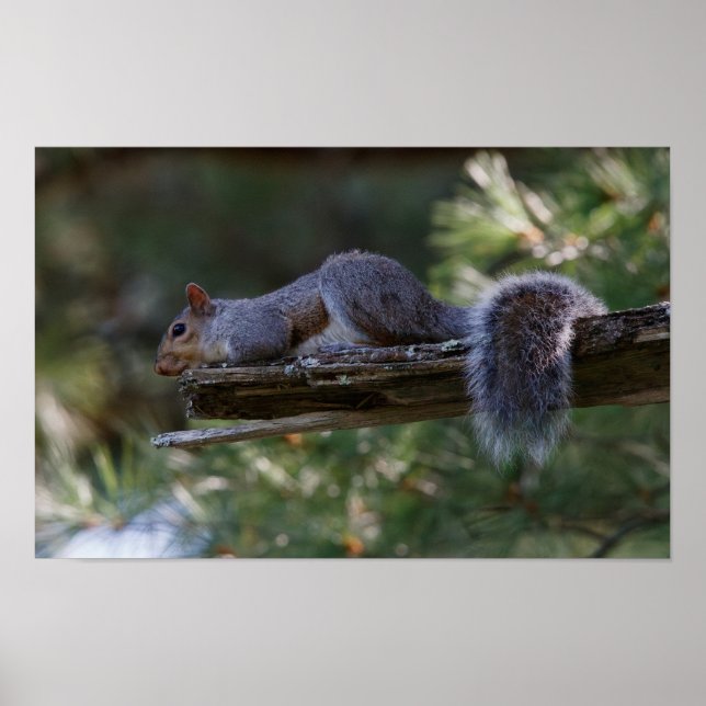 Póster Out on a Limb (Frente)